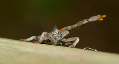 Prismatocerus magnicornis