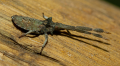 Prismatocerus magnicornis