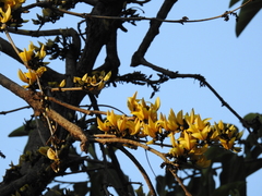 Butea monosperma lutea