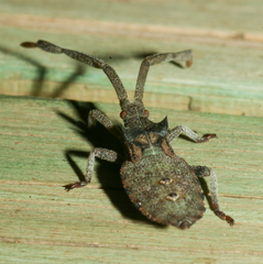 Prismatocerus magnicornis