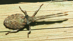 Prismatocerus magnicornis