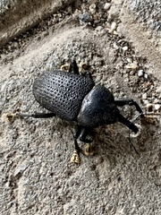 Homalinotus coriaceus