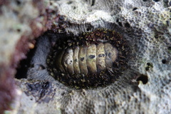 Acanthopleura gemmata