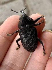 Homalinotus coriaceus