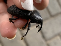 Homalinotus coriaceus