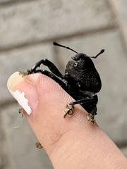 Homalinotus coriaceus