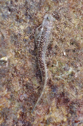 Scaleless rockskipper (Andamia heteroptera) — Blenniidae — 3