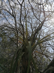 Tillandsia huamelulaensis