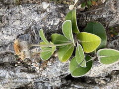 Pachystegia insignis