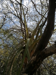 Tillandsia huamelulaensis