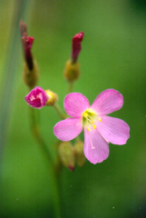 Drosera regia