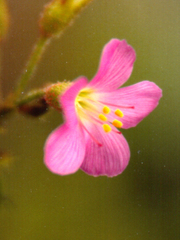 Drosera regia