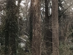 Sitta carolinensis