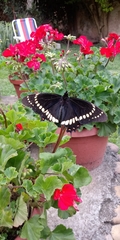 Papilio scamander