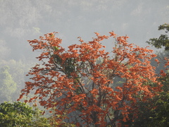 Butea monosperma lutea