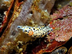 Hypselodoris maritima
