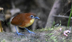 Grallaria flavotincta