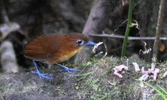 Grallaria flavotincta