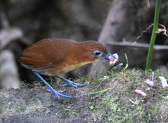 Grallaria flavotincta