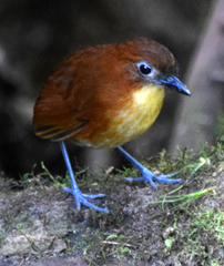 Grallaria flavotincta