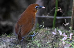 Grallaria flavotincta