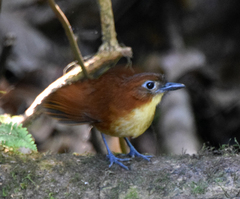 Grallaria flavotincta
