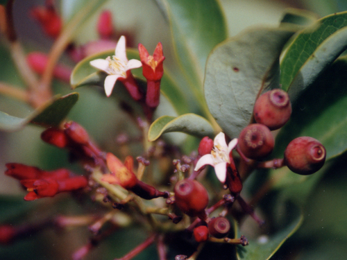 Santalum haleakalae var. haleakalae