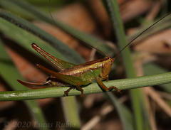 Conocephalus cinnamonifrons