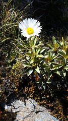 Celmisia hieraciifolia