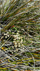 Anisotome aromatica