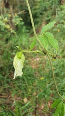 Dalechampia