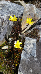 Ranunculus verticillatus