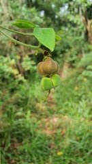 Dalechampia