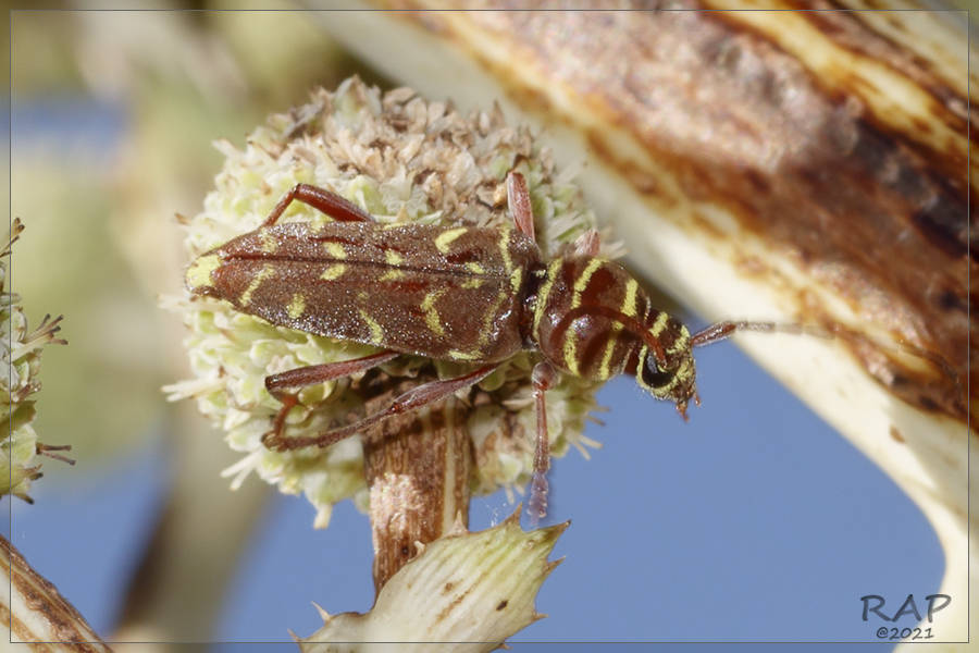 Megacyllene castanea