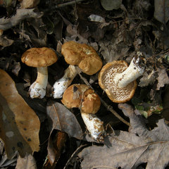 Hydnum cuspidatum