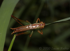 Conocephalus cinnamonifrons