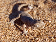 Tarentola chazaliae