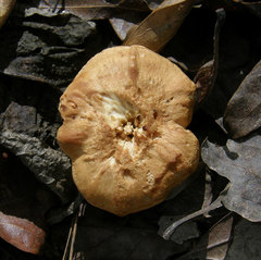 Hydnum cuspidatum