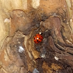 Harmonia axyridis
