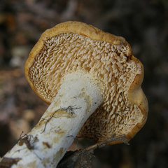 Hydnum cuspidatum