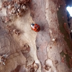 Harmonia axyridis