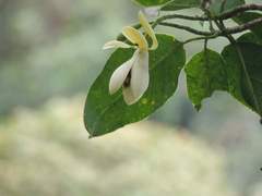 Magnolia frontinoensis