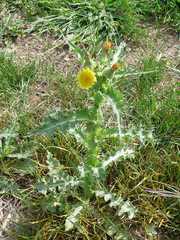 Sonchus asper asper