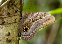Caligo illioneus