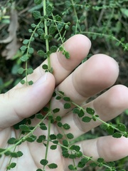 Prostanthera violacea