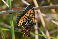 Pampasatyrus reticulata