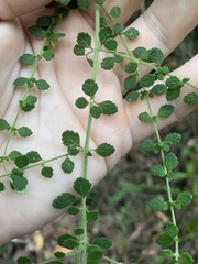 Prostanthera violacea