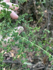 Prostanthera violacea