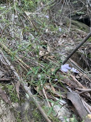 Prostanthera linearis