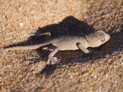 Tarentola chazaliae